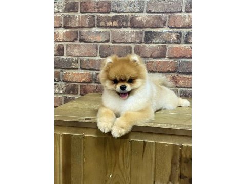 Orjinal pomeranian boo