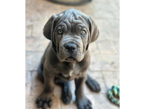 Dişi erkek cane corso kapıda ödemeli güvenli sistem