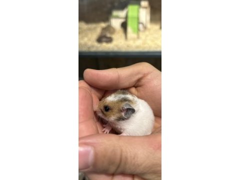 Sevimli hamster yavrularımız