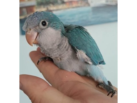 Bebek mavi monk papağanları