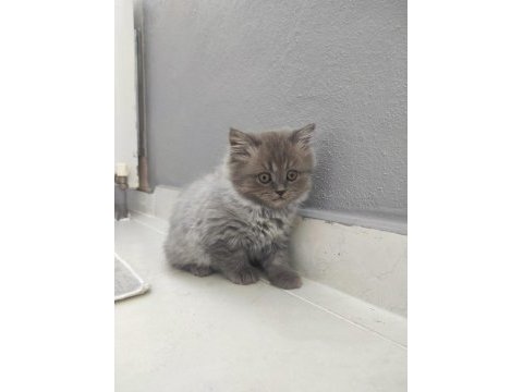 British longhair
