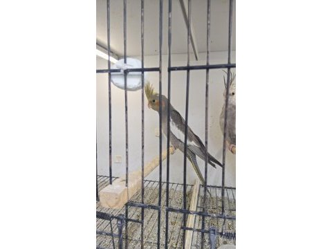 Sultan papağanı 1 yaşında