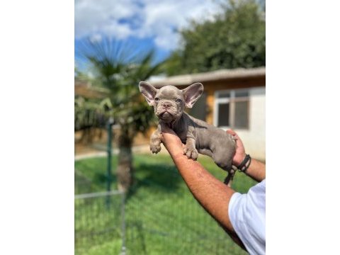 Mükemmel kalite french bulldog yavru
