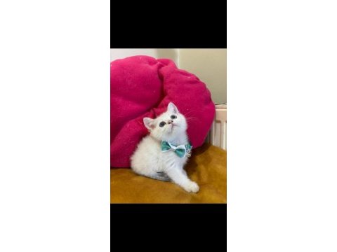 British shorthair erkek yavrumuza yuva (uyguna)