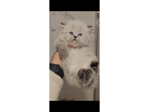 British longhair yavrumuz