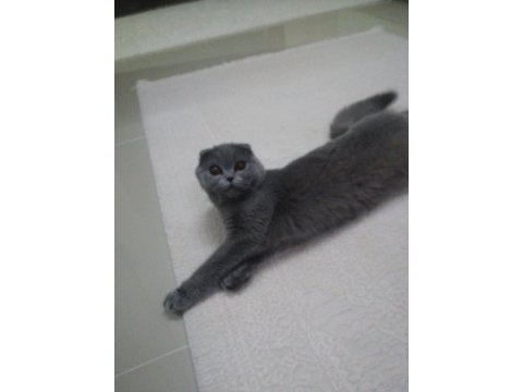 Scottish fold kedimize yeni yuva arıyoruz