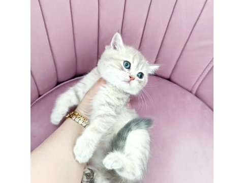 British shorthair yavruları teslime hazir