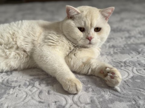 Golden white british oğluma gelin adayı arıyorum