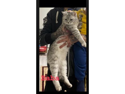 Scottish fold dişi