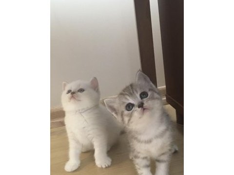 Safkan kaliteli güzel karakterli şivava bebekler