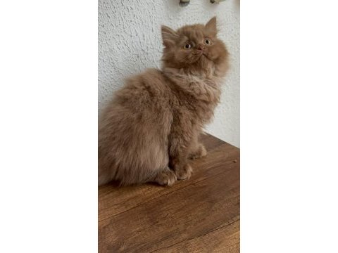Safkan british longhair cinnamon