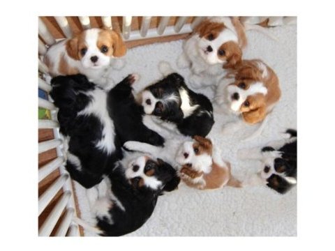 Muhteşem cavalier king charles erkek son yavru