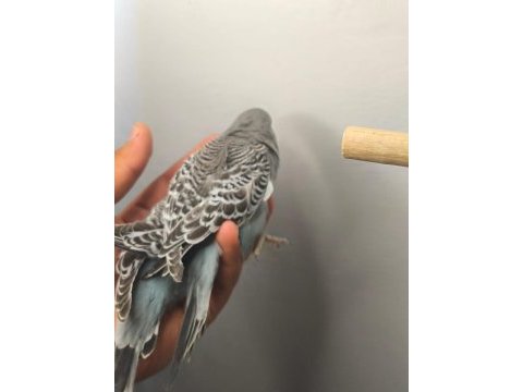Jumbo yavru muhabbet kuşları