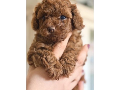 Safkan minicik anne baba kore toy poodle