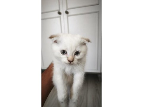 Scottish fold yavru kediler