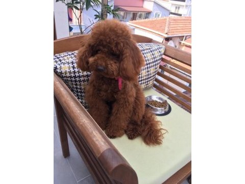 Toy poodle bebek köpeklerimiz