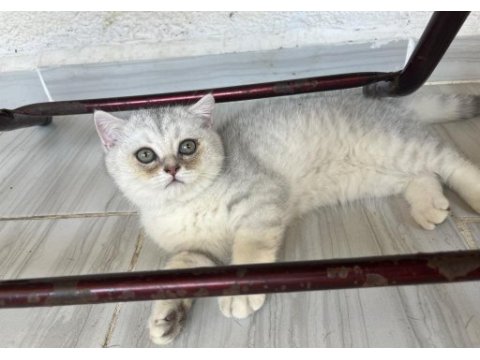 Silver point yavru kedilerimiz