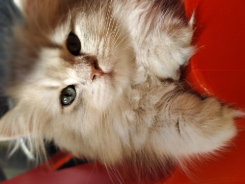 British longhair ay11