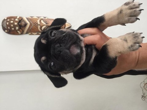 60 günlük erkek black tan french bulldog