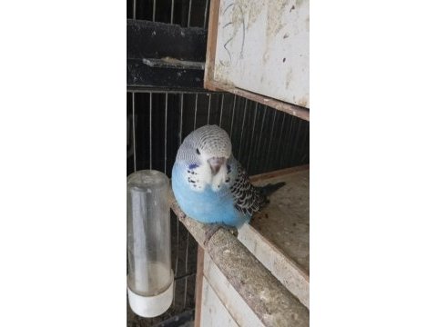 Sağlıklı yavru jumbo muhabbet kuşu yavrular erkek