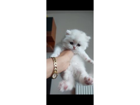British longhair silver erkek yavrumuz