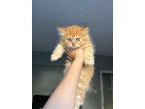 Chinchilla kedimizi sahiplendirme