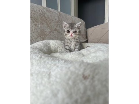 British shorthair yavrular 2 aylık