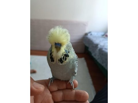 Değerini bilenler dönüş sağlasın muhabbet kuşlar
