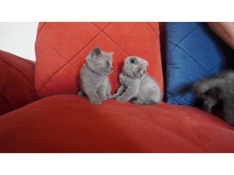 Safkan scottish fold yavrularımız