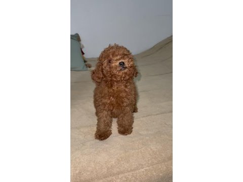 Anne 2700 baba 210 kg orjinal toy poodle kore kan