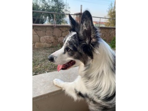 Köpeğimize erkek eş arıyoruz