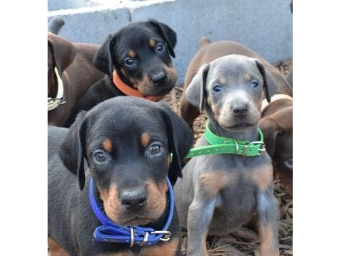 Irkının en iyisi doberman yavrular kapıda ödeme mevcut