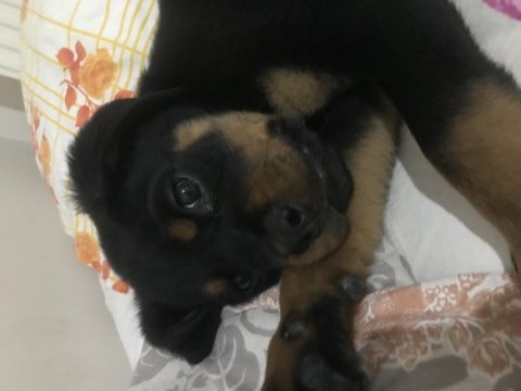 Sahibinden 90 günlük kimlikli scrli erkek rottweiler yavru
