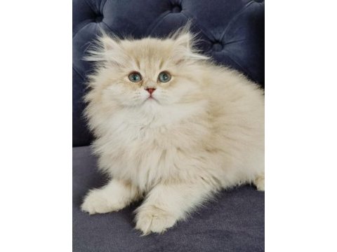 British longhair kedimiz