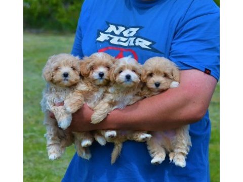 Mini boy tuvalet eğitimli maltipoo bebekler