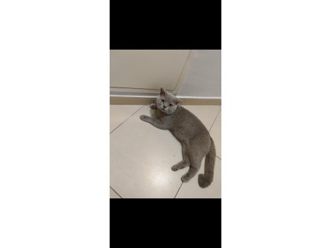 Anne iran chinchilla baba british shorthair