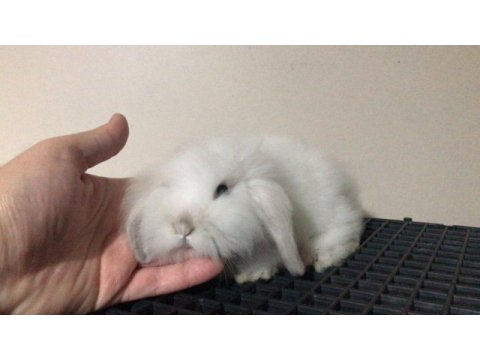 Orjinal hollanda lop ve cüce tavşanlarım
