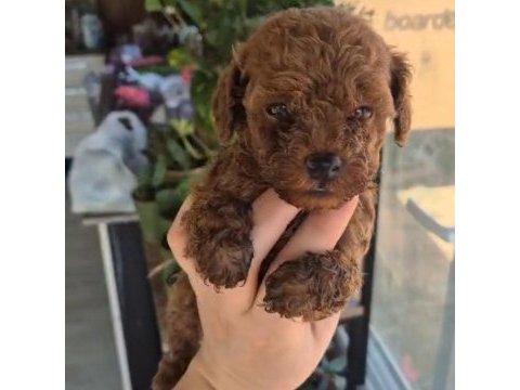 Evinizin poodle prensesleri ve prensleri 2 aylık