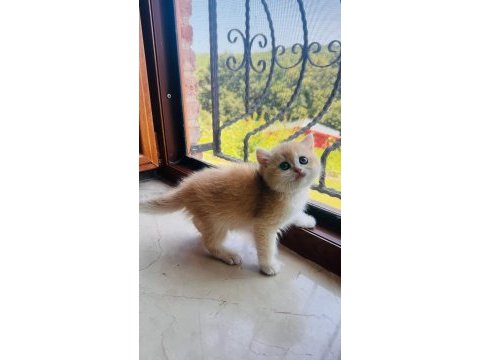 Saf kan golden british shorthair yavrular (wcf kayıtlı)