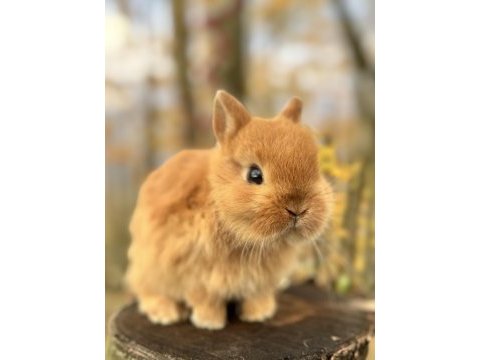 Netherland dwarf cüce tavşan yavruları