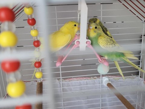 Yavru muhabbet kuşları ele alışkın