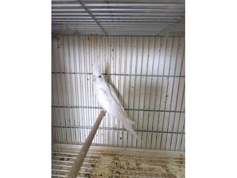 Dişi albino sultan papağanı