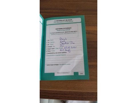 Safkan blue point dişi kedimiz pasaportlu