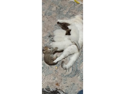 2 mart doğumlu british shorthair yavrular
