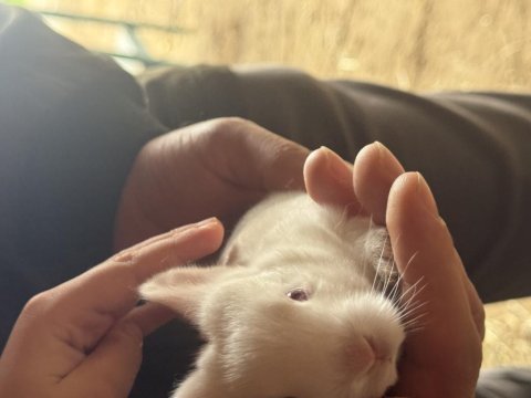 Yavru lop tavşan