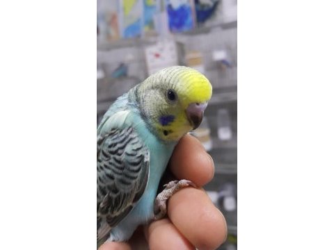 Renk renk bebekler alışma garantili muhabbet kuşlar