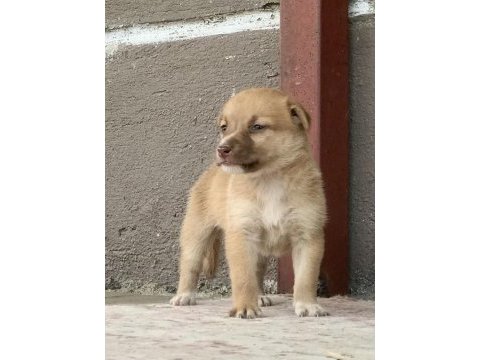 Şirin yavru köpekler sahiplendirilecektir