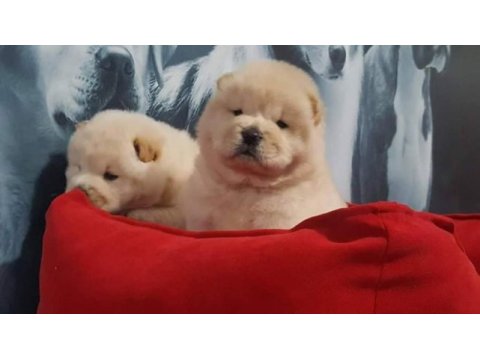Çin aslanı yavrularımız (chow chow)