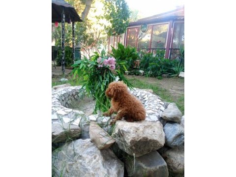 Toy poodle yavruları