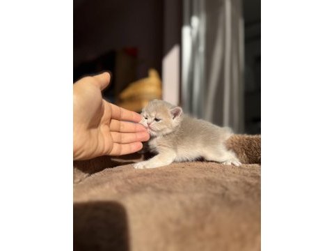 Ay12 blue golden show kalite british shorthair